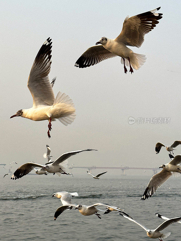 一群细长喙鸥(chicocephalus genei)在印度洋上空飞过海浪的特写图像，聚焦于前景